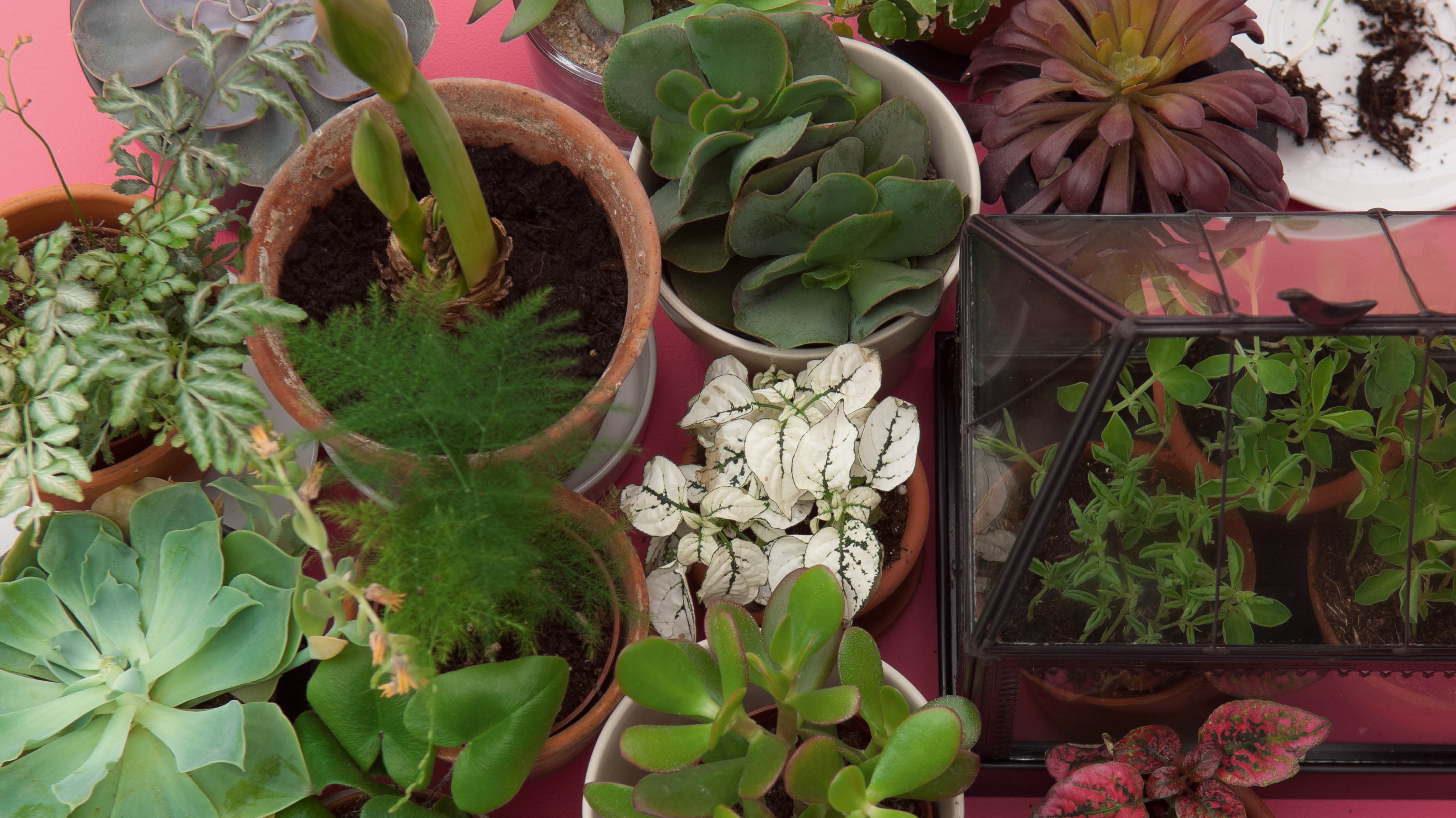 El poder de las plantas Las plantas añaden toque agradable, fresco y humano a casi cualquier habitación.